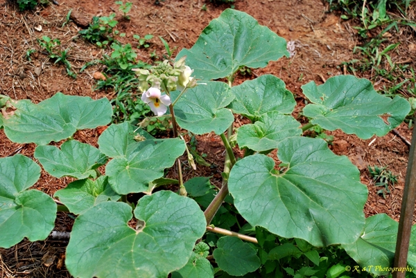 {Proboscidea louisiana}